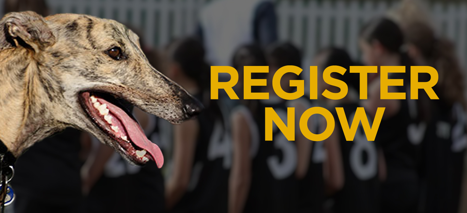 2024 season registrations for Glebe Greyhounds now open